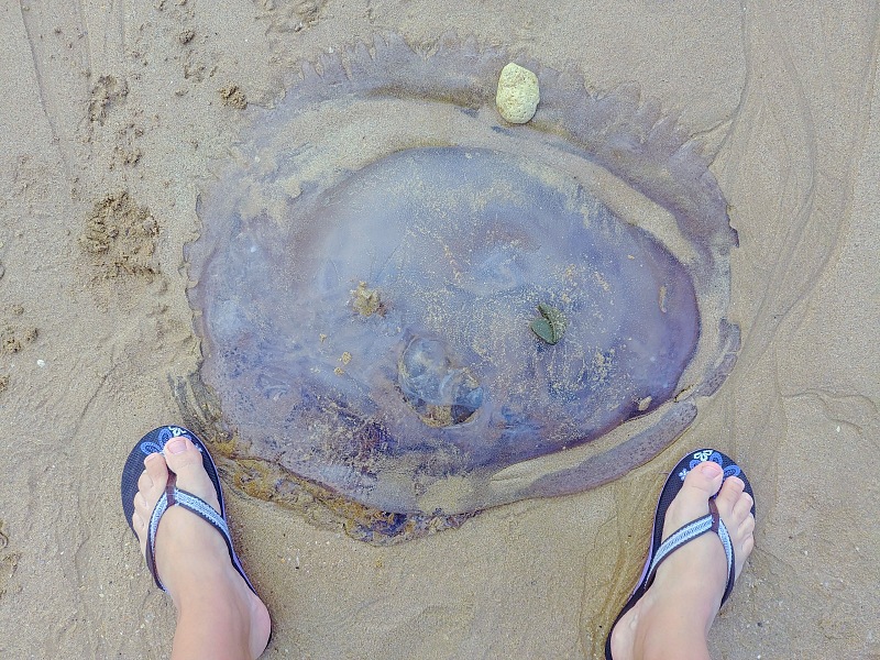 Wyrzucona przez ocean na brzeg meduza.