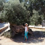 bezkresnepodroze pod najstarsza oliwka vouves