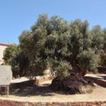 najstarsze drzewo oliwne vouves